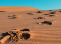 115-Year-Old Human Footprints Found In the Nefud Desert of Saudi Arabia