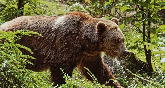 First Grizzly Bear Fatality Recorded in Alaska’s Park as Bear Attacks ...