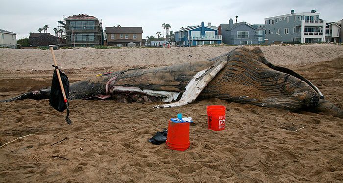 Officials Dispose of Hundreds of Dead Whales Beached In Australia after End to Rescue Efforts