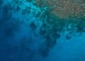 Coral Reef Taller than Empire State Building Discovered in Australia’s Great Barrier Reef