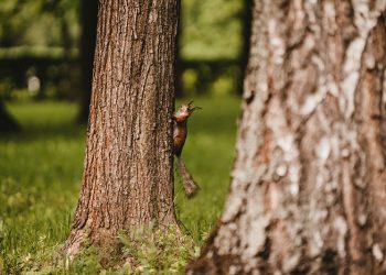 Florida Authorities Nab Wildlife Thieves Who Traffick Flying Squirrels