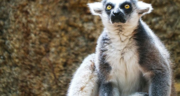 Missing Lemur Believed to Have Been Stolen In San Francisco Found and Returned to Zoo