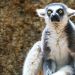 Missing Lemur Believed to Have Been Stolen In San Francisco Found and Returned to Zoo
