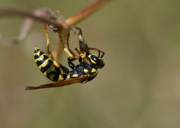 Scientists Successfully Remove 98 Murder Hornets from a Family’s Backyard