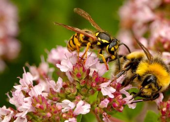 Washington State Officials to Destroy Nest of Murder Hornets That Are Foreign to the United States
