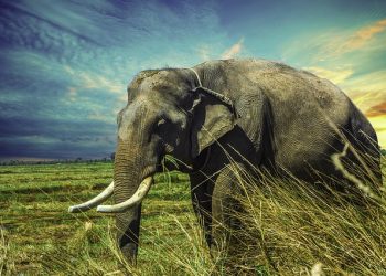Traumatized and World’s Loneliest Elephant Finally Finds New Abode in Cambodia
