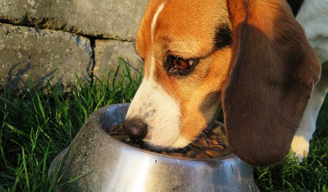 FDA Recalls More Dog Foods after 70 Dogs Died from Suspected Aflatoxin Poisoning