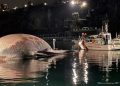 Italian Coast Guard Recovers Remains of a Massive Whale in the Mediterranean Sea