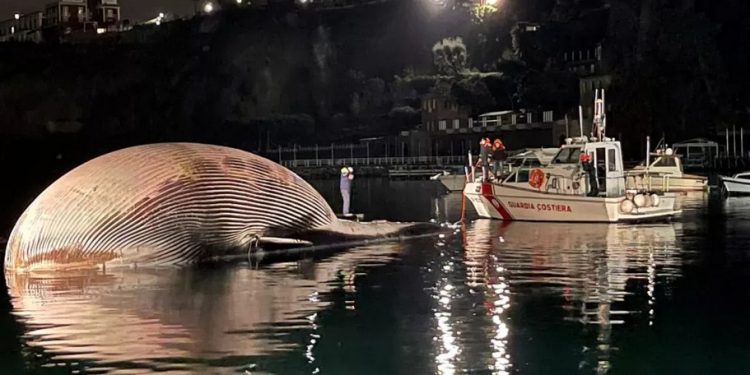 Italian Coast Guard Recovers Remains of a Massive Whale in the Mediterranean Sea