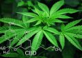 Oregon Decriminalizes Drug Use; to Fine and Rehabilitate Offenders Instead of Incarceration