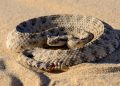 Scientists Reveal the Mystery behind the Way Sidewinder Snakes Move-in Deserts